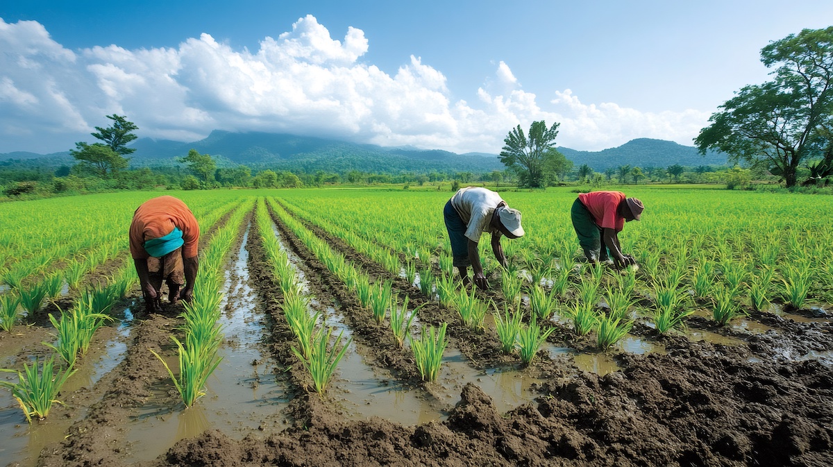 Farmers working in rice paddy fields with lush green plants and mountains in background